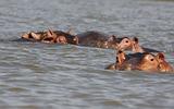 Ethiopia - Lago Chamo - Ippopotami - Hippos - 12